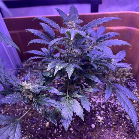 Bobby D’s Zkittlez growlog timeline photo