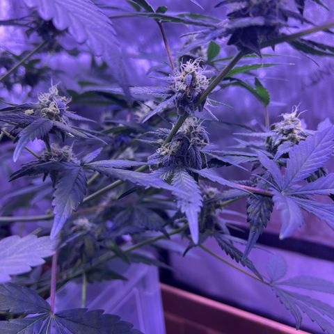 Bobby D’s Zkittlez growlog timeline photo