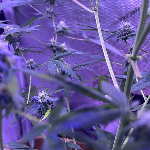 Bobby D’s Zkittlez growlog timeline photo