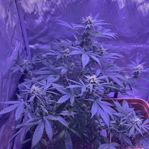 Bobby D’s Zkittlez growlog timeline photo