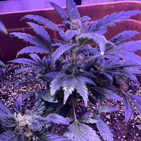 Bobby D’s Zkittlez growlog timeline photo