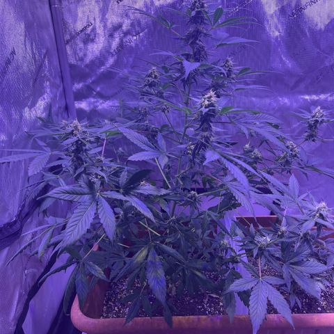 Bobby D’s Zkittlez growlog timeline photo