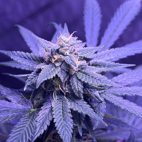 Bobby D’s Zkittlez growlog timeline photo