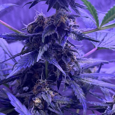 Bobby D’s Zkittlez growlog timeline photo