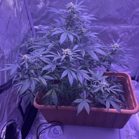 Bobby D’s Zkittlez growlog timeline photo