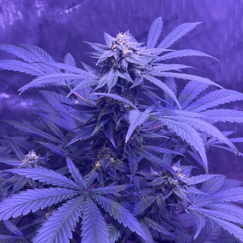 Bobby D’s Zkittlez growlog timeline photo