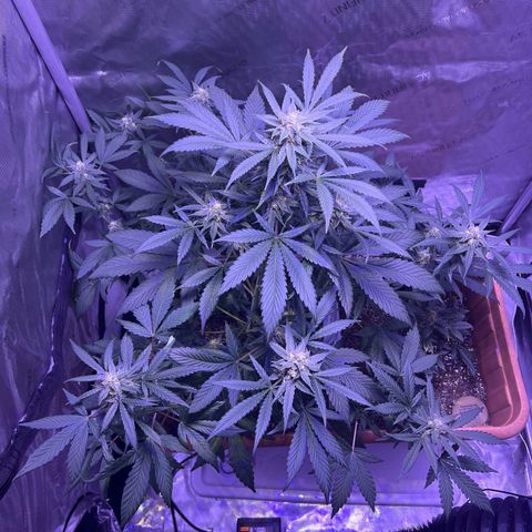 Bobby D’s Zkittlez growlog timeline photo