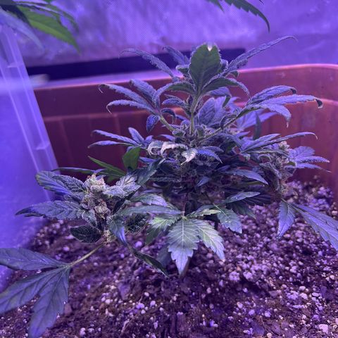 Bobby D’s Zkittlez growlog timeline photo