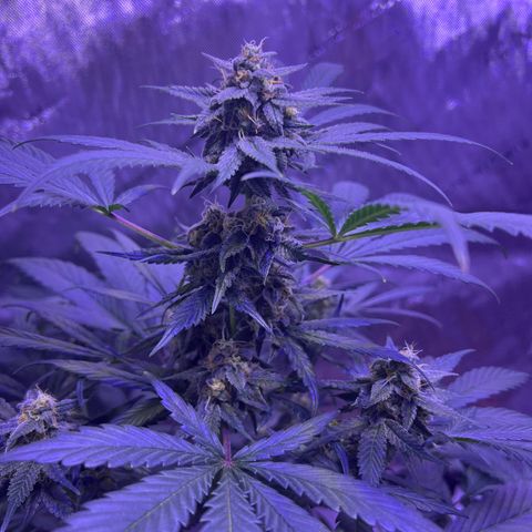 Bobby D’s Zkittlez growlog timeline photo