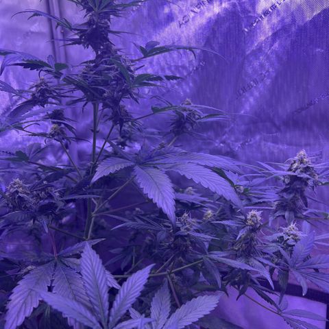 Bobby D’s Zkittlez growlog timeline photo