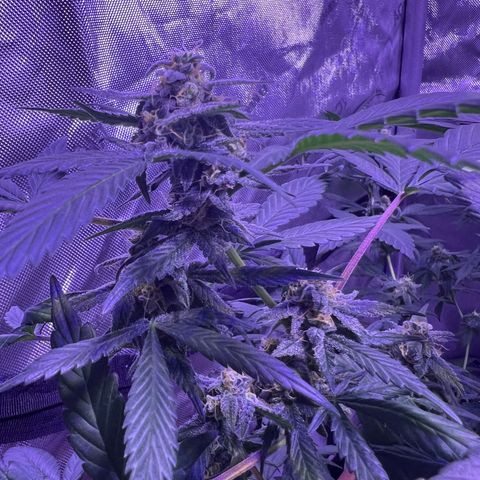 Bobby D’s Zkittlez growlog timeline photo
