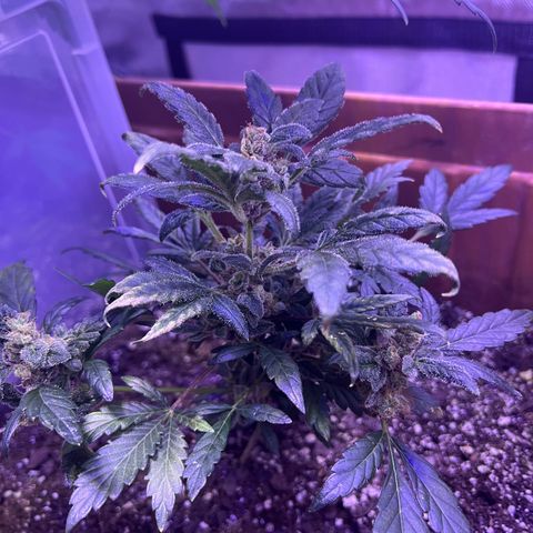 Bobby D’s Zkittlez growlog timeline photo
