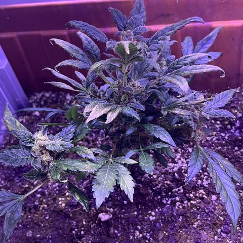 Bobby D’s Zkittlez growlog timeline photo