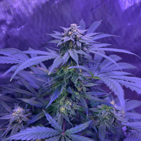 Bobby D’s Zkittlez growlog timeline photo