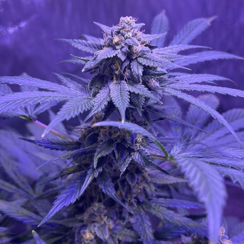 Bobby D’s Zkittlez growlog timeline photo