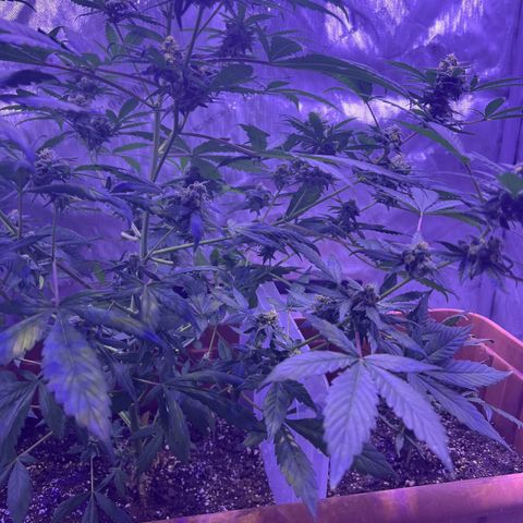 Bobby D’s Zkittlez growlog timeline photo