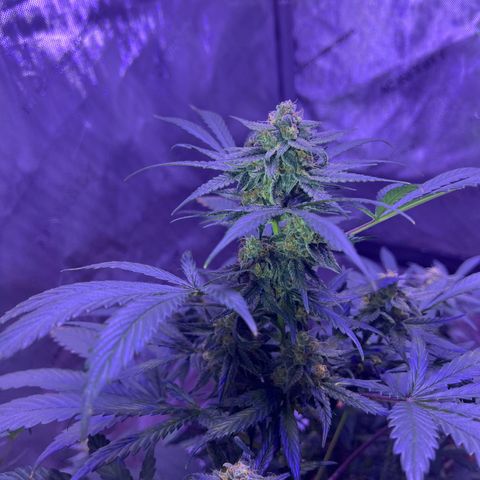 Bobby D’s Zkittlez growlog timeline photo