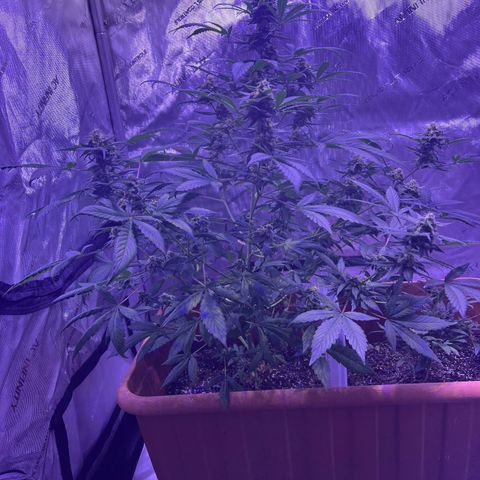 Bobby D’s Zkittlez growlog timeline photo