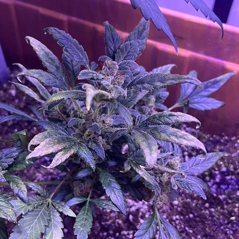 Bobby D’s Zkittlez growlog timeline photo