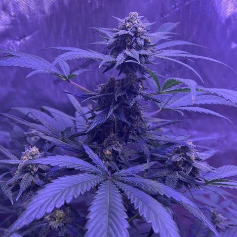 Bobby D’s Zkittlez growlog timeline photo