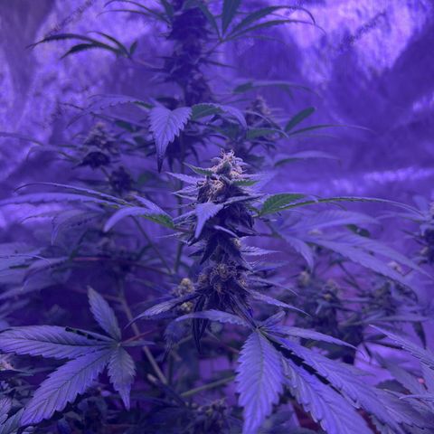 Bobby D’s Zkittlez growlog timeline photo