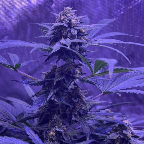 Bobby D’s Zkittlez growlog timeline photo