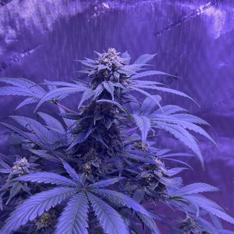 Bobby D’s Zkittlez growlog photo: Picture update: looking better each day! Getting excited for the harvest. I am now counting out the Fucking Incredible plant. Zkittlez has won to fight for the light. Will continue to water the Incredible in hopes there is something to harvest from it. It has been a “Fucking Incredible” journey so far in this grow process. I look forward to indulging in these beautiful looking plants