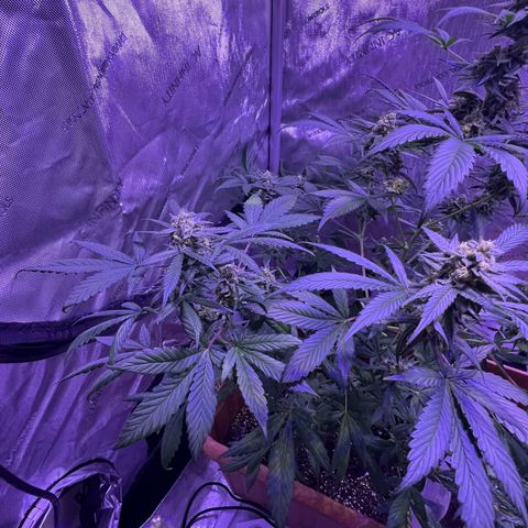 Bobby D’s Zkittlez growlog photo: Picture update: looking better each day! Getting excited for the harvest. I am now counting out the Fucking Incredible plant. Zkittlez has won to fight for the light. Will continue to water the Incredible in hopes there is something to harvest from it. It has been a “Fucking Incredible” journey so far in this grow process. I look forward to indulging in these beautiful looking plants