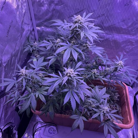 Bobby D’s Zkittlez growlog photo: Picture update: looking better each day! Getting excited for the harvest. I am now counting out the Fucking Incredible plant. Zkittlez has won to fight for the light. Will continue to water the Incredible in hopes there is something to harvest from it. It has been a “Fucking Incredible” journey so far in this grow process. I look forward to indulging in these beautiful looking plants