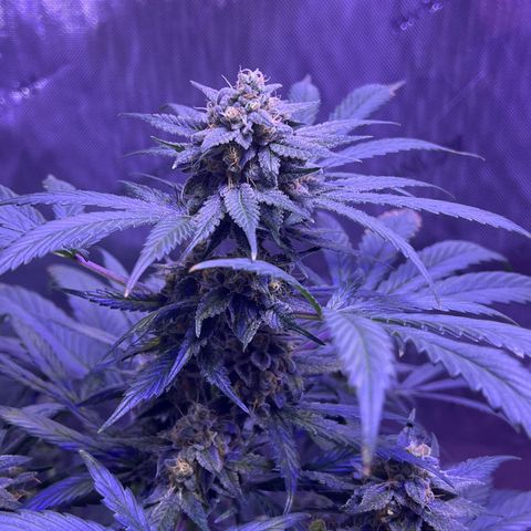 Bobby D’s Zkittlez growlog photo: Picture update: looking better each day! Getting excited for the harvest. I am now counting out the Fucking Incredible plant. Zkittlez has won to fight for the light. Will continue to water the Incredible in hopes there is something to harvest from it. It has been a “Fucking Incredible” journey so far in this grow process. I look forward to indulging in these beautiful looking plants