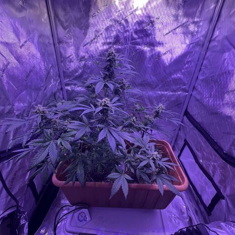 Bobby D’s Zkittlez growlog photo: Picture update: looking better each day! Getting excited for the harvest. I am now counting out the Fucking Incredible plant. Zkittlez has won to fight for the light. Will continue to water the Incredible in hopes there is something to harvest from it. It has been a “Fucking Incredible” journey so far in this grow process. I look forward to indulging in these beautiful looking plants