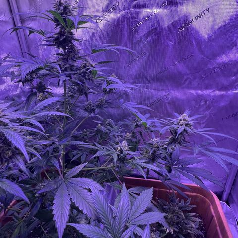 Bobby D’s Zkittlez growlog photo: Picture update: looking better each day! Getting excited for the harvest. I am now counting out the Fucking Incredible plant. Zkittlez has won to fight for the light. Will continue to water the Incredible in hopes there is something to harvest from it. It has been a “Fucking Incredible” journey so far in this grow process. I look forward to indulging in these beautiful looking plants
