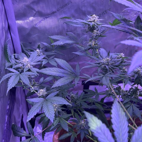 Bobby D’s Zkittlez growlog photo: Picture update: looking better each day! Getting excited for the harvest. I am now counting out the Fucking Incredible plant. Zkittlez has won to fight for the light. Will continue to water the Incredible in hopes there is something to harvest from it. It has been a “Fucking Incredible” journey so far in this grow process. I look forward to indulging in these beautiful looking plants