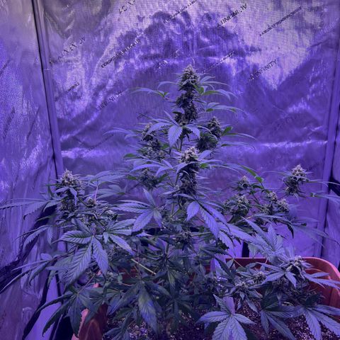 Bobby D’s Zkittlez growlog timeline photo