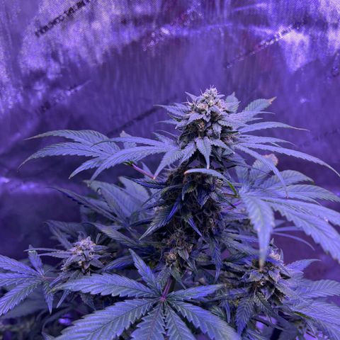 Bobby D’s Zkittlez growlog timeline photo