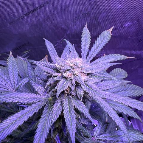 Bobby D’s Zkittlez growlog timeline photo