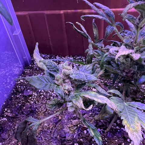 Bobby D’s Zkittlez growlog timeline photo