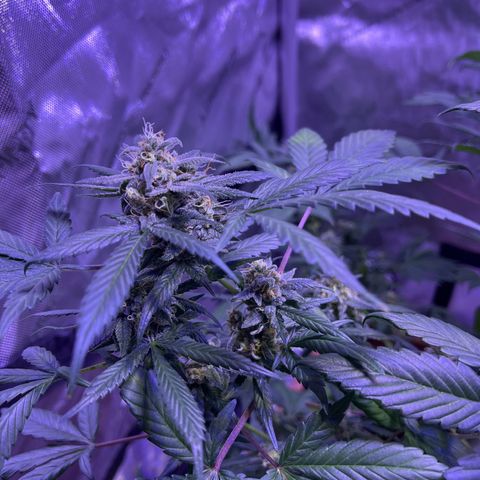 Bobby D’s Zkittlez growlog timeline photo