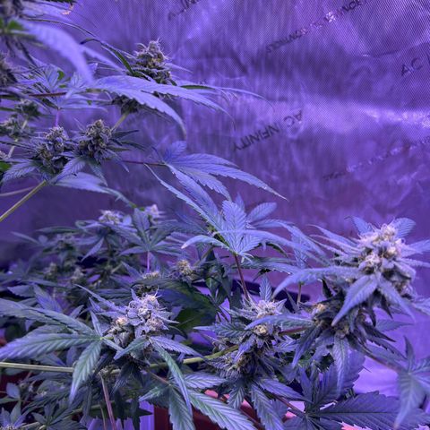 Bobby D’s Zkittlez growlog timeline photo