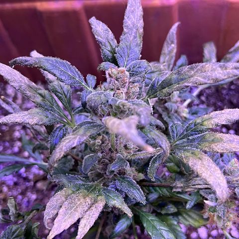 Bobby D’s Zkittlez growlog timeline photo