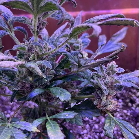 Bobby D’s Zkittlez growlog timeline photo