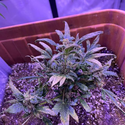 Bobby D’s Zkittlez growlog timeline photo