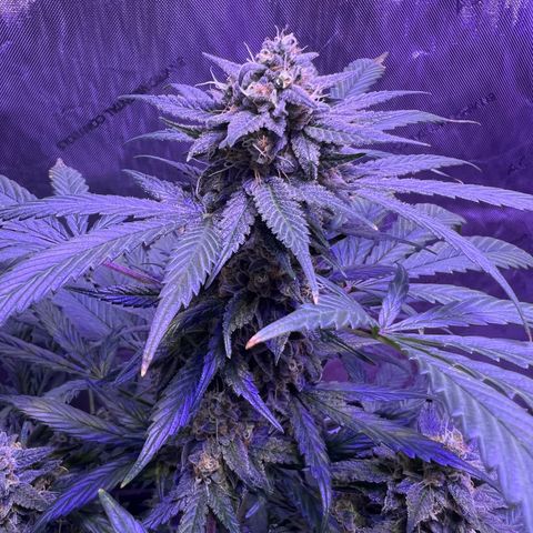 Bobby D’s Zkittlez growlog timeline photo