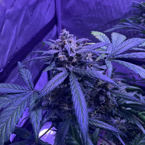 Bobby D’s Zkittlez growlog photo: Great buds!