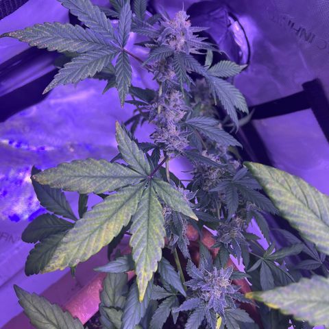 Bobby D’s Zkittlez growlog photo: Great buds!