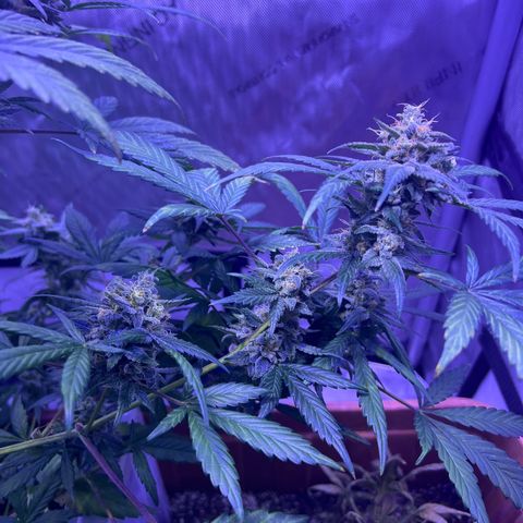 Bobby D’s Zkittlez growlog photo: Great buds!