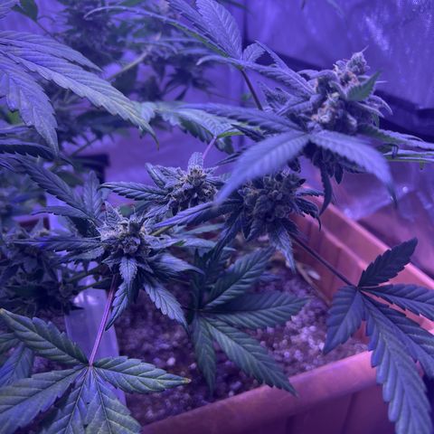 Bobby D’s Zkittlez growlog photo: Great buds!
