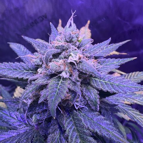 Bobby D’s Zkittlez growlog photo: Great buds!