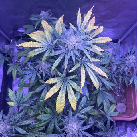 Bobby D’s Zkittlez growlog photo: Great buds!