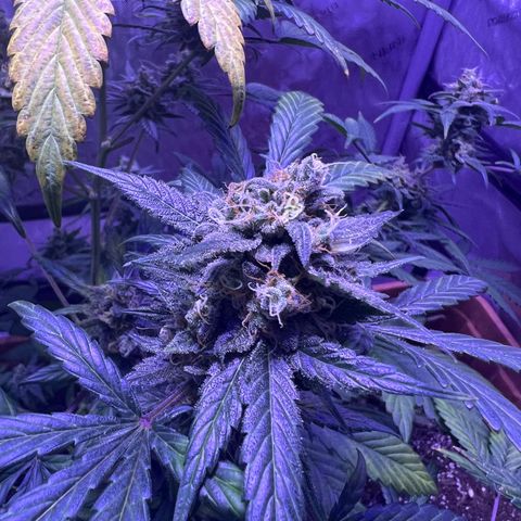 Bobby D’s Zkittlez growlog photo: Great buds!